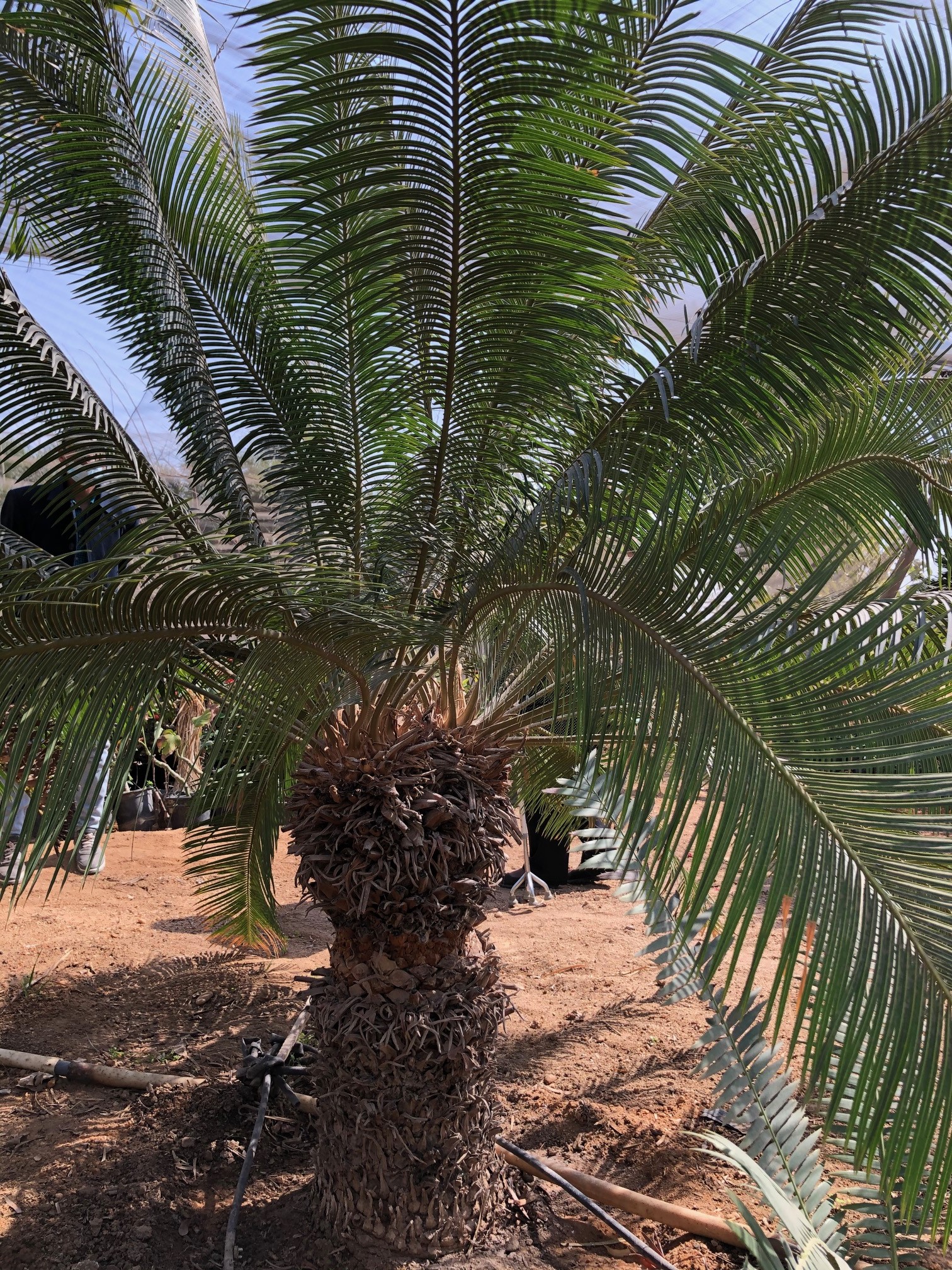 Cycas pectinata